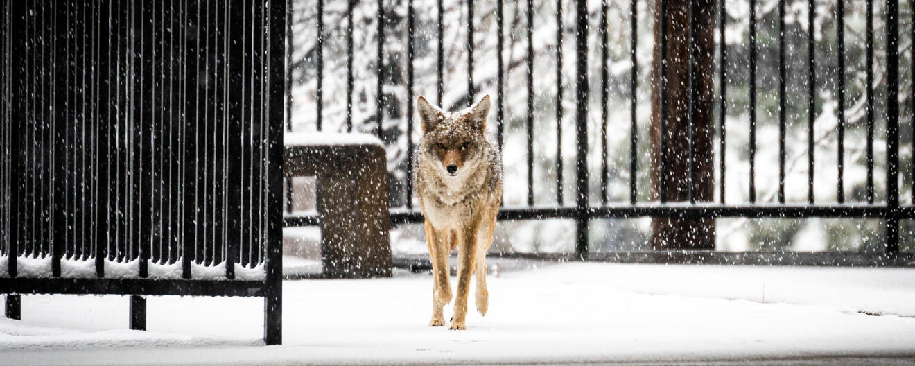 Coyote staring in the snow